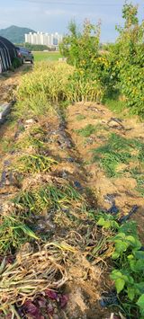 팜모닝 마늘·영농일지 게시글 이미지