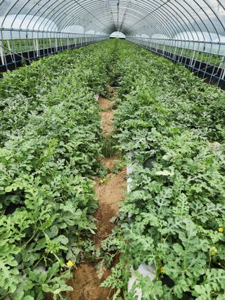 김저팔계님의 기타작물 · 영농일지 작성글 사진