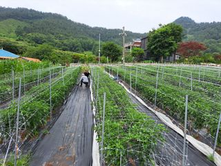 남촌302님의 고추 · 영농일지 작성글 사진