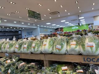 김영완님의 배추 · 영농일지 작성글 사진