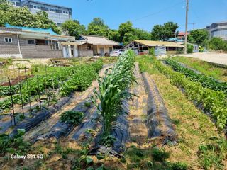 권오정님의 콩 · 영농일지 작성글 사진