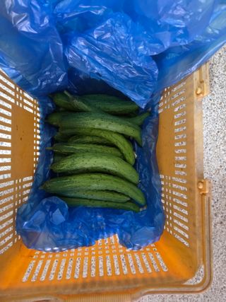 김윤회님의 오이 · 영농일지 작성글 사진