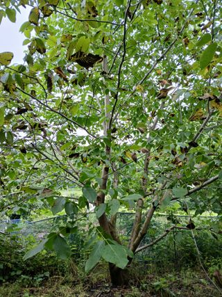 이종득님의 기타작물 · 영농일지 작성글 사진