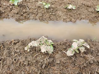 갈미할배님의 콩 · 영농일지 작성글 사진