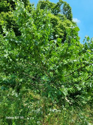 권오정님의 매실 · 영농일지 작성글 사진
