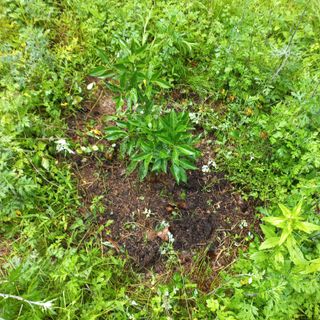 김건우님의 기타작물 · 영농일지 작성글 사진