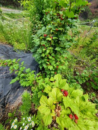 정연섭님의 기타작물 · 영농일지 작성글 사진