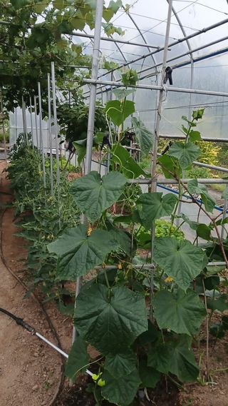 초보텃밭님의 기타작물 · 영농일지 작성글 사진