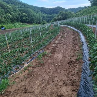 오영도님의 기타작물 · 자유게시판 작성글 사진