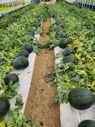 김저팔계님의 기타작물 · 영농일지 작성글 사진