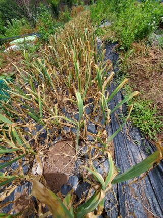 정연섭님의 기타작물 · 영농일지 작성글 사진