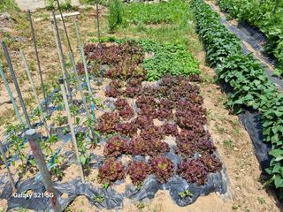 권오정님의 콩 · 영농일지 작성글 사진