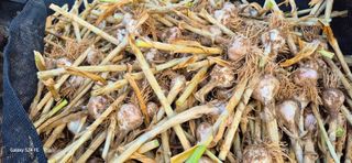 이인재님의 마늘 · 영농일지 작성글 사진