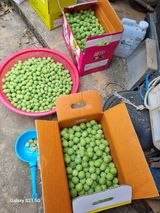 팜모닝 매실·영농일지 게시글 이미지