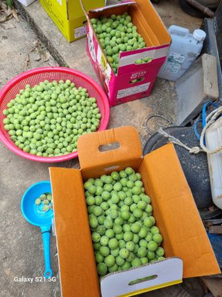 권오정님의 매실 · 영농일지 작성글 사진