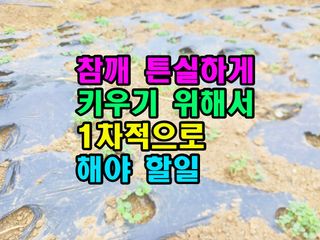 꿈꾸는텃밭님의 기타작물 · 영농일지 작성글 사진