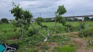 박해용(세건농장)님의 복숭아 · 영농일지 작성글 사진
