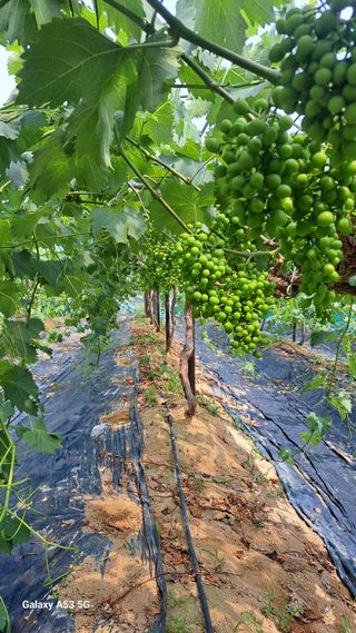 조연만님의 포도 · 영농일지 작성글 사진