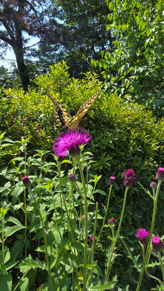 박해용(세건농장)님의 호박 · 영농일지 작성글 사진