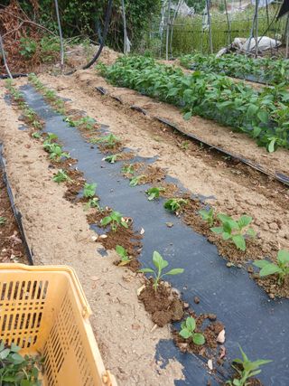 자기왕사랑해님의 참깨 · 영농일지 작성글 사진