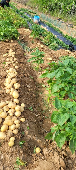 살구15128님의 감자 · 영농일지 작성글 사진