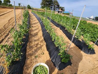 황미순님의 콩 · 영농일지 작성글 사진