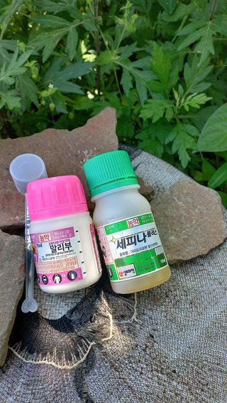 초보 구찌뽕님의 파 · 영농일지 작성글 사진