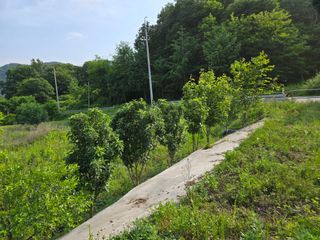 강호지인님의 기타작물 · 영농일지 작성글 사진