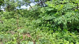 수기님의 두릅 · 영농일지 작성글 사진