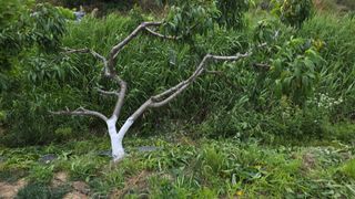 박해용(세건농장)님의 복숭아 · 영농일지 작성글 사진