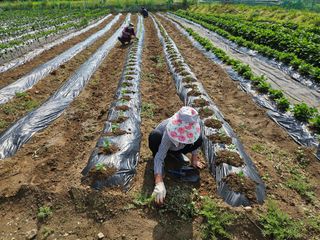 경달현님의 콩 · 영농일지 작성글 사진