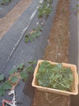 팜모닝 참깨·영농일지 게시글 이미지