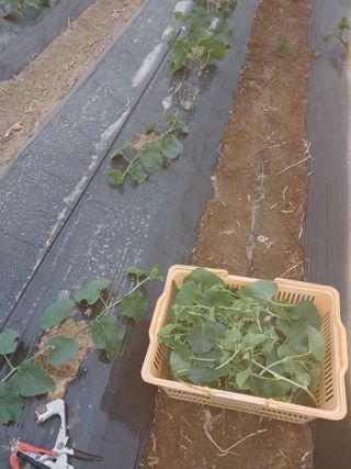 자기왕사랑해님의 참깨 · 영농일지 작성글 사진