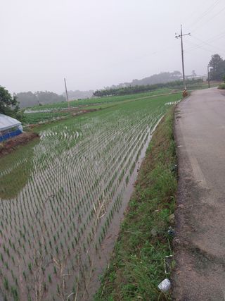 김화연님의 벼 · 영농일지 작성글 사진