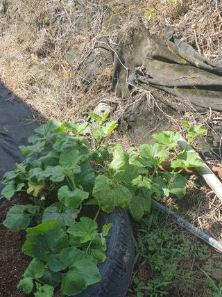 양파12861님의 고구마 · 영농일지 작성글 사진