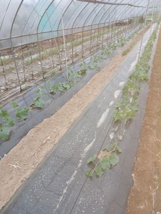 자기왕사랑해님의 참깨 · 영농일지 작성글 사진