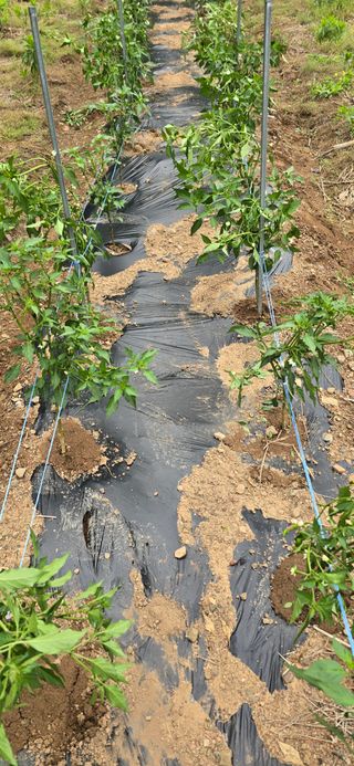 돌복숭아님의 기타작물 · 영농일지 작성글 사진