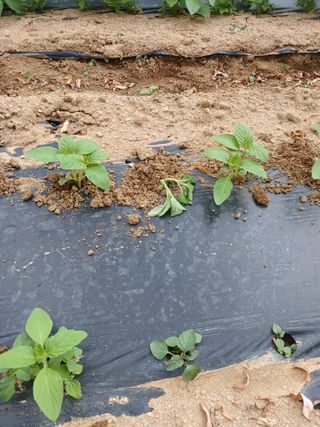 자기왕사랑해님의 참깨 · 영농일지 작성글 사진