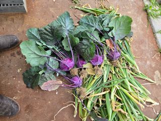 강호지인님의 기타작물 · 영농일지 작성글 사진