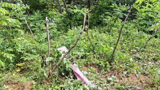 수기님의 두릅 · 영농일지 작성글 사진