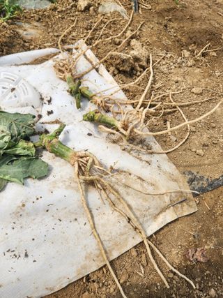 김저팔계님의 기타작물 · 영농일지 작성글 사진