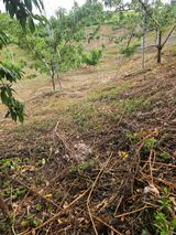 팜모닝 기타작물·영농일지 게시글 이미지