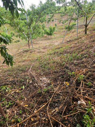 박상인님의 기타작물 · 영농일지 작성글 사진