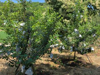 상촌농장 영가이버님의 자두 · 영농일지 작성글 사진