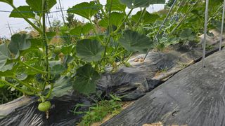 박해용(세건농장)님의 호박 · 영농일지 작성글 사진