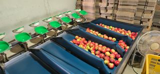 최병만님의 복숭아 · 영농일지 작성글 사진