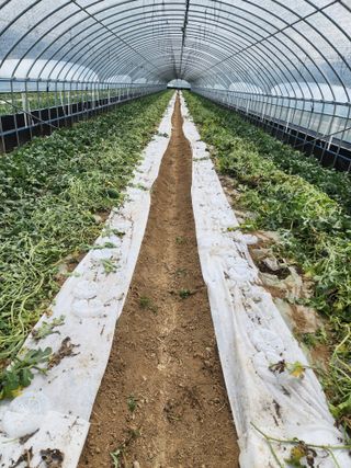 김저팔계님의 기타작물 · 영농일지 작성글 사진