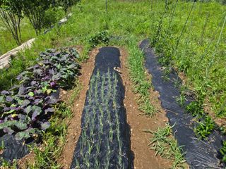 강호지인님의 기타작물 · 영농일지 작성글 사진