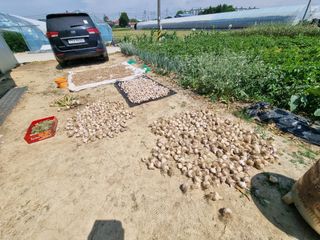 백석읍오산3리조남범님의 마늘 · 영농일지 작성글 사진