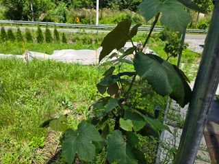 강호지인님의 기타작물 · 영농일지 작성글 사진